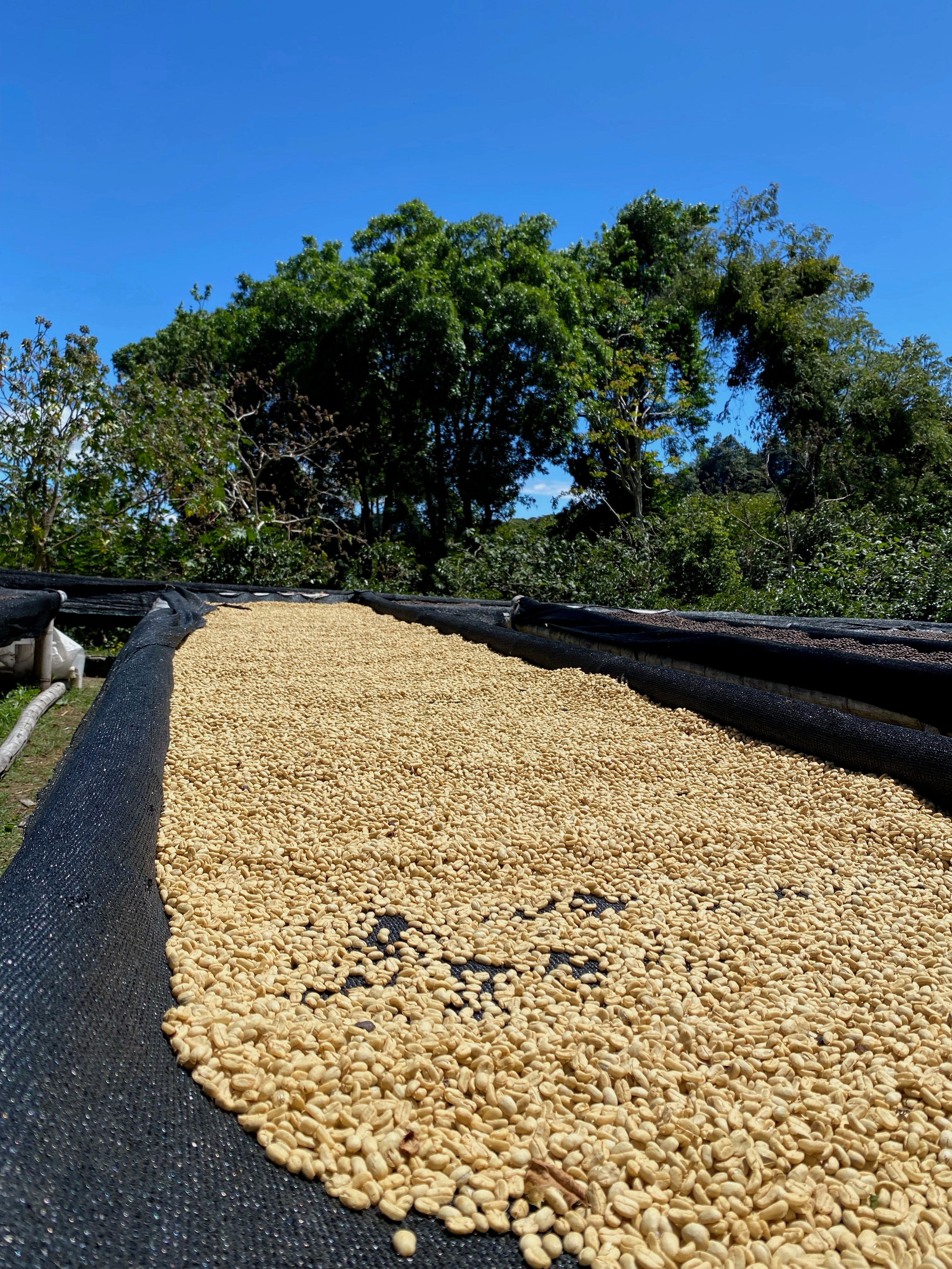 UNVEILING THE ESSENCE: THE DIFFERENCE BETWEEN WASHED AND NATURAL COFFEE PROCESSING