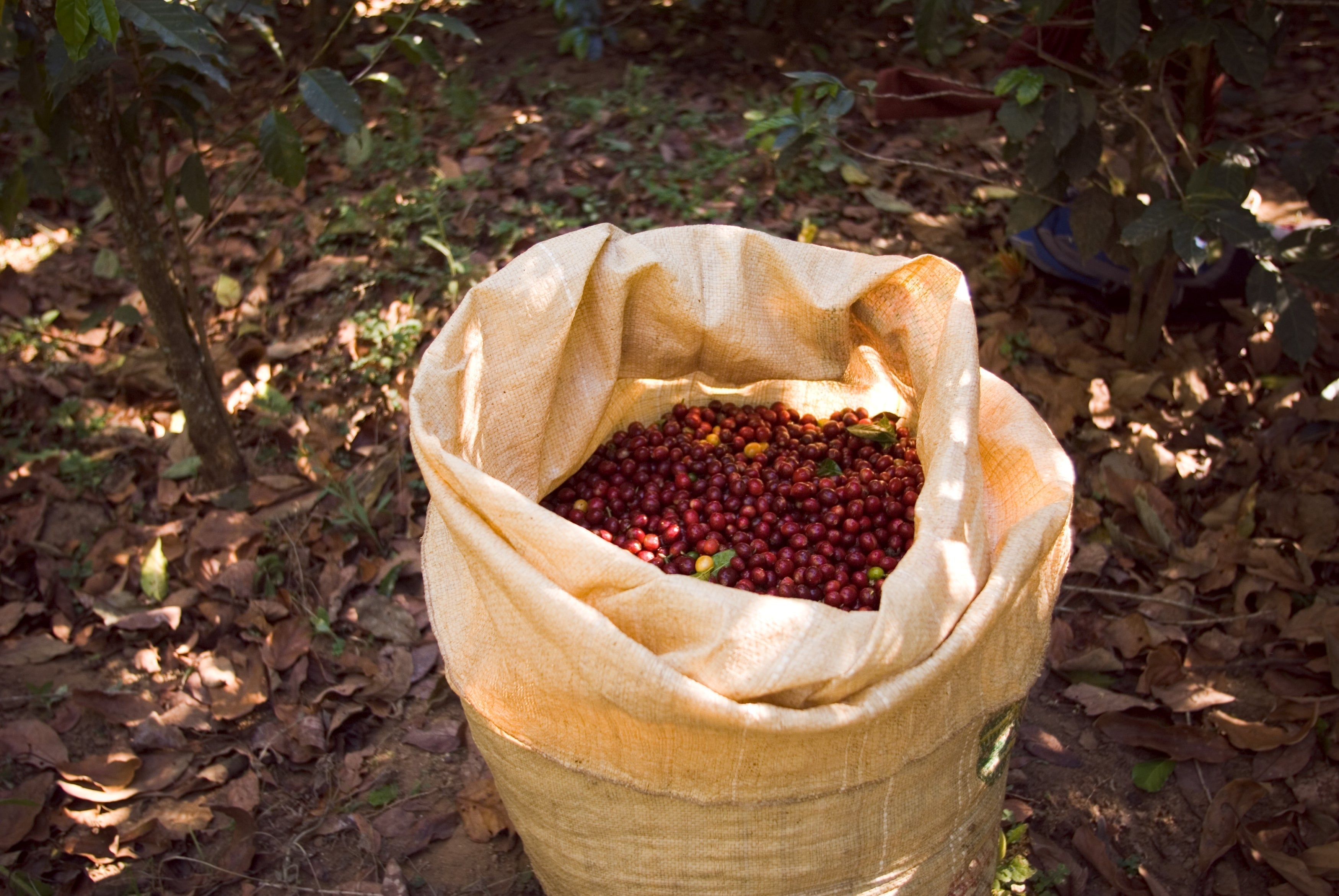 Panama’s 2026 Coffee Harvest: A Smaller Crop, the Same Effort toward Excellence