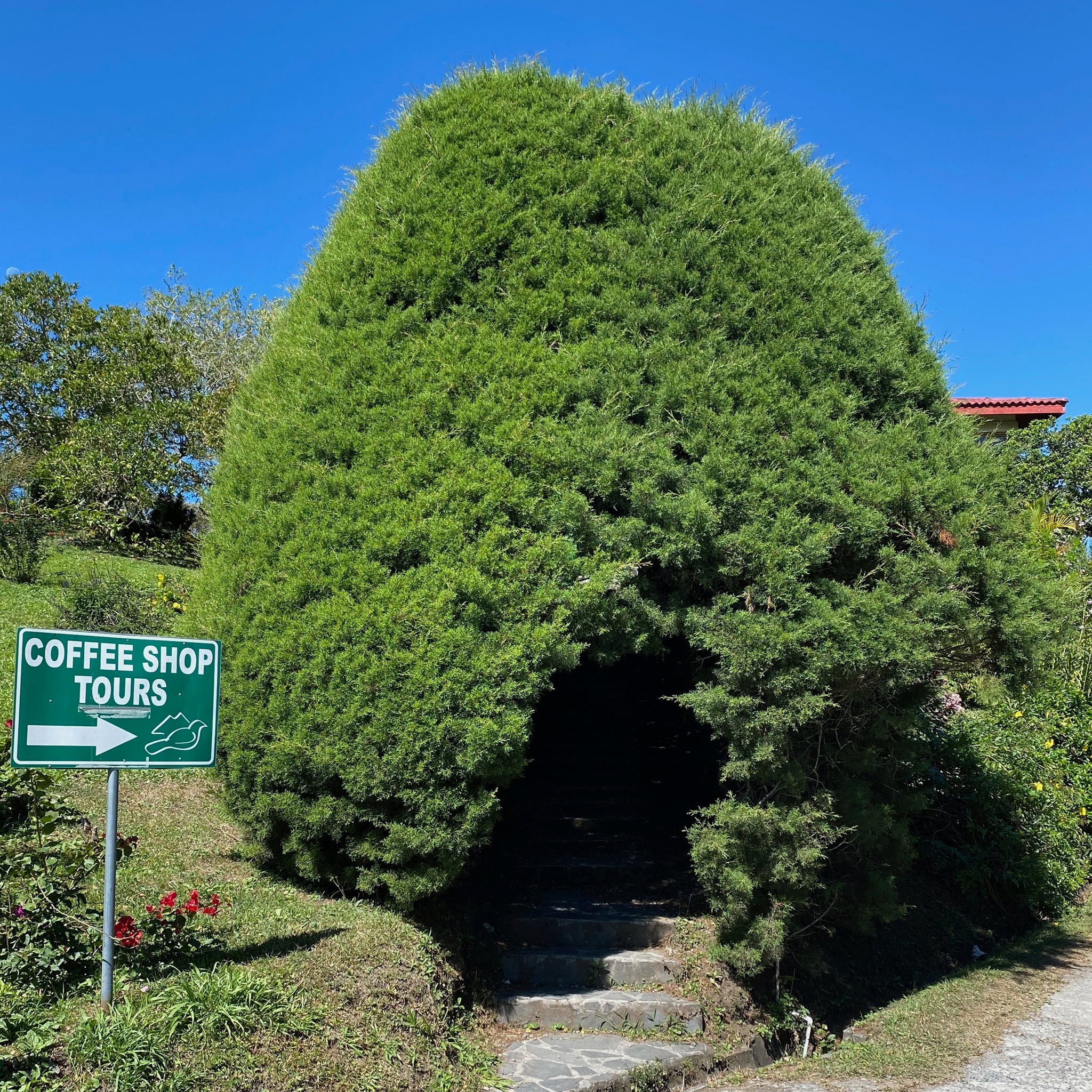 JANSON GEISHA - SINGLE BOX