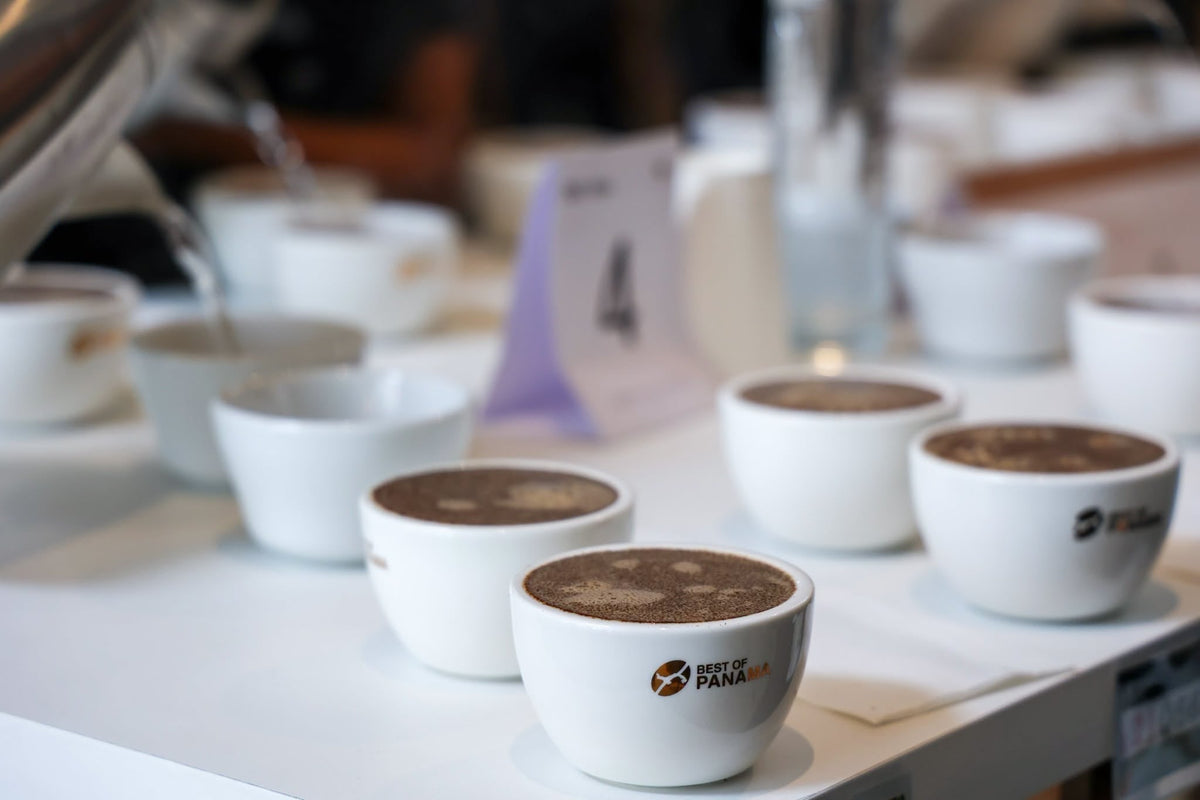 Best of Panama 2026: Geisha and Varietals Together at the Summit of World Coffee