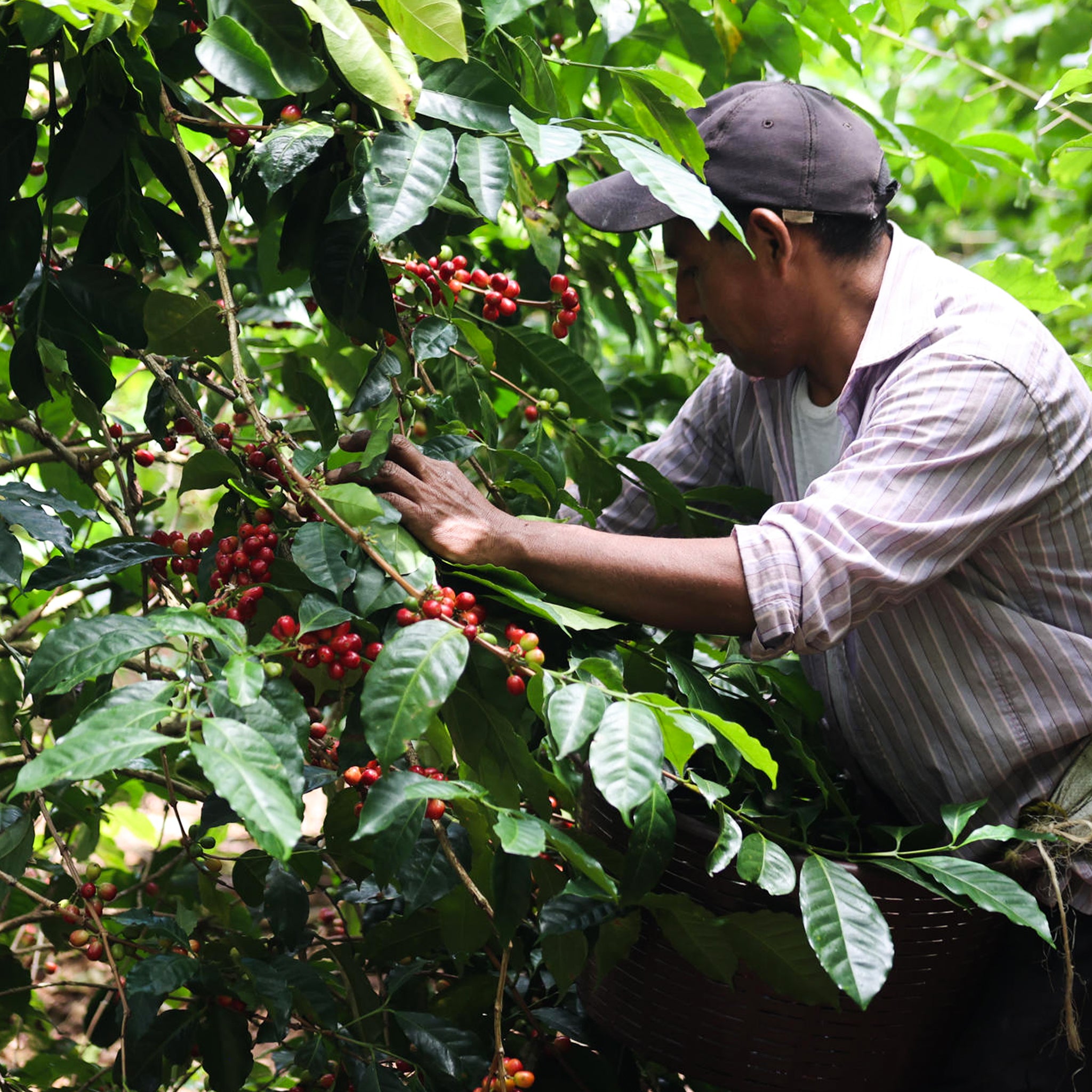 HACIENDA LA ESMARALDA GEISHA - SINGLE DELUXE