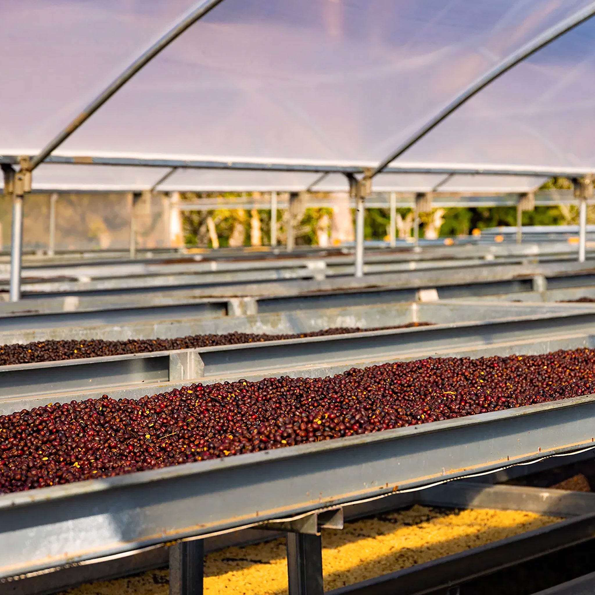 HACIENDA LA ESMARALDA GEISHA - SINGLE DELUXE